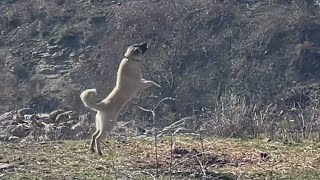 Kangal puppy flying