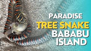 "PARADISE TREE SNAKE OR PARADISE FLYING SNAKE"- BABABU BEACH, DINAGAT ISLAND