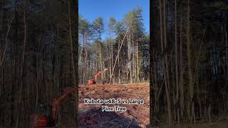 Kubota u48-5 Vs Large Pine Tree