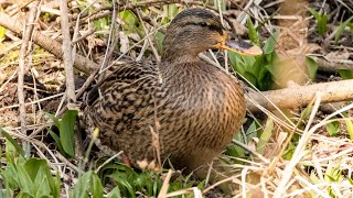 Качка крижня готується до гніздування - перші дні весни ...🦆👍