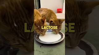 Lactose intolerant cat 💀 #funny