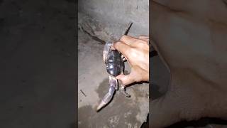 Kepiting Goto, #shortsvideo #shortsfeed #shortsviral