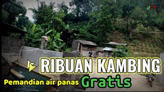 SEDIA RIBUAN KAMBING ISTIMIWIRR