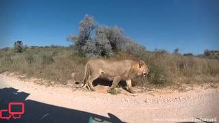 León grabado desde una GoPro