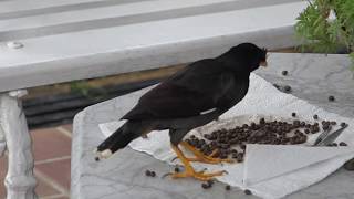 Javan Myna eating papaya seeds