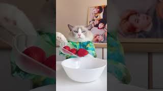 Cat watched the video and made a meal #shorts#animls#cat#cat lovers#