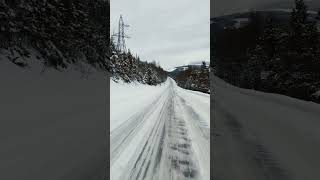 Petite balade en forêt de la Gaspésie