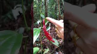 Vitales. Vitaceae. Pterisanthes sp. Borneo.