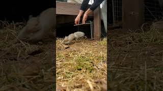 Another squirrel release in slow motion! #HÂYÂHSCREATION #squirrel