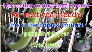 Harvesting mature bottle gourd for next year seeds this is the biggest mature pumpkin this year.