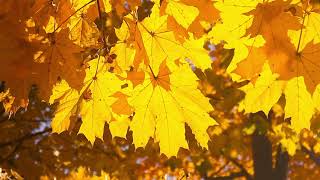 Short Video of Colorful Leaves in the Breeze