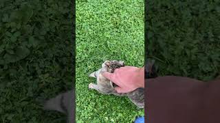 🐱 Petting Grey Cat in the Garden