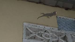 🦎GECKO🦎WHO IS SCARED THEM? COMMENT BELOW 👇🤣1Sub Thanks