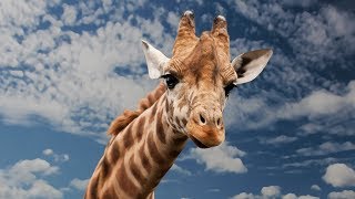 The Giraffe Song for kids - Giraffe has a long neck - Animal Songs for Children