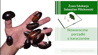 Noworoczne porządki u karaczanów