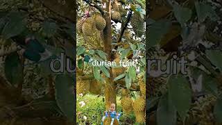 fallen split durian fruit #durian #fruit #funplay #short