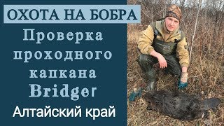 Охота на бобра  Проверка проходного капкана Bridger