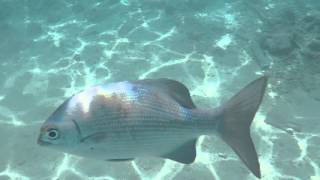 Snorkeling for the first time,Indian Ocean,Maldives!