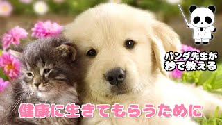 犬猫の病気にもCBDが効く