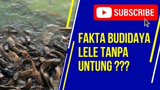 DARI 2 KOLAM IKAN LELE KEUNTUNGANNYA BISA KEBELI MOBIL BARU DAIHATSU