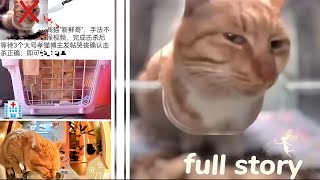 Mr Fresh cat Full Story (side eye cat)