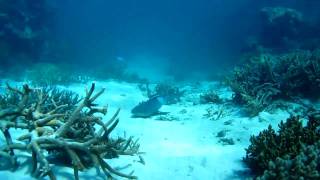 White Tip & Epaulette Sharks Snorkeling Great Barrier Reef