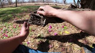 Photographing a Spotted Bush Snake (Philothamnus semivariegatus) from Limpopo