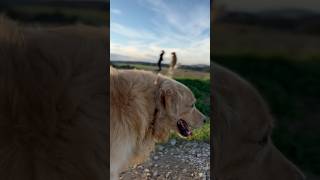 You’ve Got a Friend in Me #Goldenretriever #Goldie #Dog #Friendshipgoals #NatureLover #Shorts