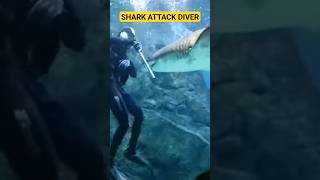 Shark attack Scuba Diver in Aquarium 🫣😳😳 #shark #aquarium #sharktank #sharkattack #oceanlife