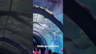 Underwater Tunnel with colourful fishes