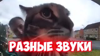 кот мяукает разными звуками в камеру