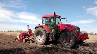 Siewy kukurydzy 🚜/ McCormick/ Amazon/ siewnik Becker