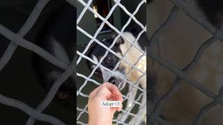 Adopt a Pet at Carson Animal Shelter | #adoption #dog #dogadoption