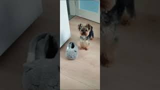 Izzy jest psem #shortvideo #viralvideo #yorkies #yorkie #dog #doglover