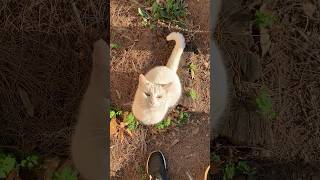 😻nice white cat waiting me every day for food #antalya #konyaalti #feedcat