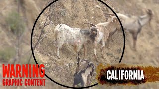 Mountain Goat Hunting with Bushbuck 45