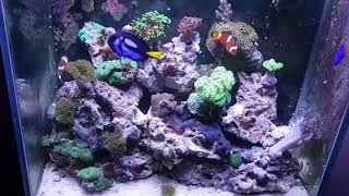 Aquário marinho de corais - NANO REEF 100 litros