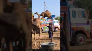 Camels loading video#animals #youtubeshorts #camel #youtubevideos #shorts #short