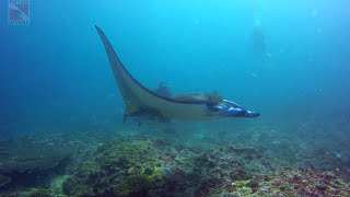 Скат манта | Manta Ray on 'Manta Point' | Diving in Bali, Indonesia