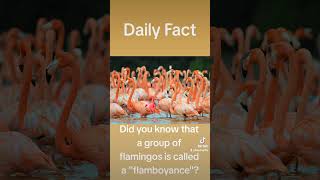 A group of flamingos? #flamingo #animals #facts