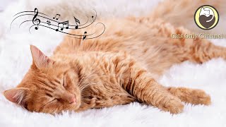 Calming Music for Cats - Relaxing Lullaby with Cat Purring Sounds