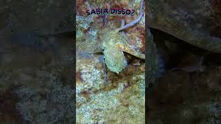 Polvos e os seus corações #octopus #sea #animals