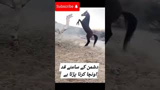 horse vs camel fight.#horse #horsefight #camel #animals