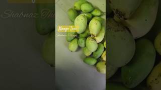 మా చెట్టు మామిడి కాయలు కోసాను #shortsfeed #shorts #ytshorts #mangotrees #mango @shabnaz_naaz