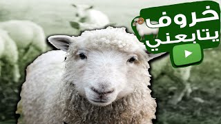 🐑خرفان كود🐑:خروف مع شطوره قصيميه 👩🏻