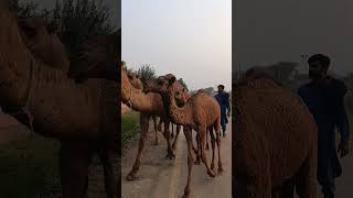 Nomade Camel whisperer | Traditional camel whisperer #camel