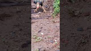 HEN EATING A SNAKE #cobra #animals