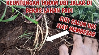 KEUNGGULAN TANAM UBI JALAR MADU CILEMBU DI LAHAN BEKAS TANAN PADI|| UBI LEBIH CEPAT BESAR SERAGAM!!