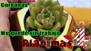 Plantmas 4. Avance Suculentas Coreanas. Soy profesor y renuncié a mi trabajo