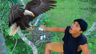 Man in Forest Make Quick Eagle Trap Using & Chicken That Work 100% | Found Five Eagle Egg For Cook